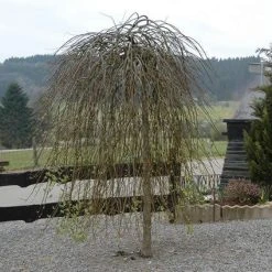 Treurwilg Op Stam (Salix Caprea 'Kilmarnock') -Groene Wereld sackilma 6