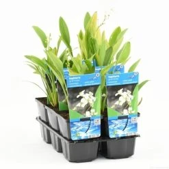 Pijlkruid (Sagittaria Graminea) -Groene Wereld sagittaria graminea t e 11300 p9