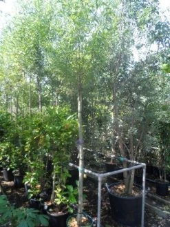 Knotwilg (Salix Alba) -Groene Wereld salix alba 12 14 16ho cont 1