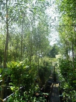 Knotwilg (Salix Alba 'Chermesina') 7 Knotwilg (Salix Alba 'Chermesina') -Groene Wereld salix alba chermesina 10 12ho cont 1