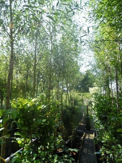 Knotwilg (Salix Alba 'Chermesina') 5 Knotwilg (Salix Alba 'Chermesina') - Afbeelding 3