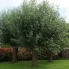 Knotwilg (Salix Alba) -Groene Wereld salix alba knotwilg