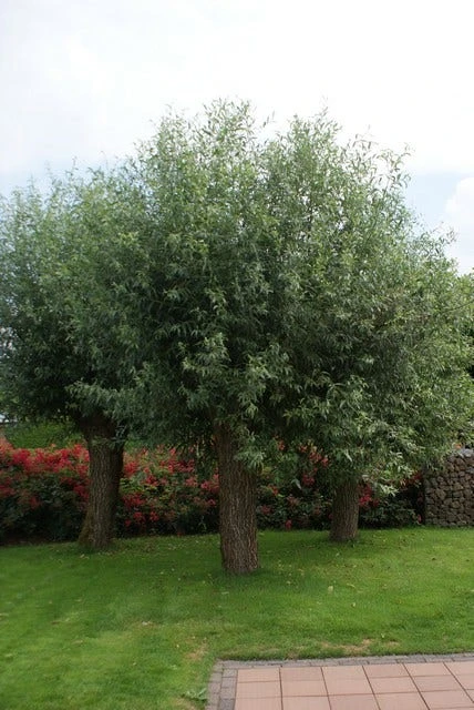 Knotwilg (Salix Alba) 3 Knotwilg (Salix Alba)