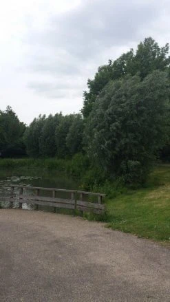 Knotwilg (Salix Alba) -Groene Wereld salix alba knotwilg 1 1