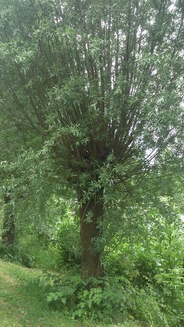 Knotwilg (Salix Alba) 6 Knotwilg (Salix Alba) - Afbeelding 4