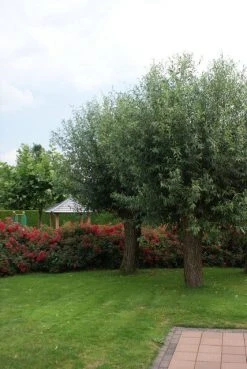 Knotwilg (Salix Alba) 13 Knotwilg (Salix Alba) -Groene Wereld salix alba knotwilg 2 1 2