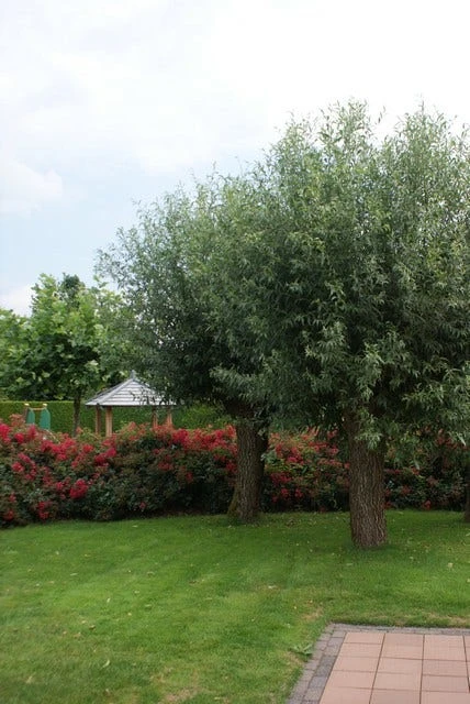 Knotwilg (Salix Alba) 4 Knotwilg (Salix Alba) - Afbeelding 2