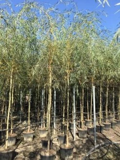 Gele Treurwilg (Salix Babylonica 'Aurea') -Groene Wereld salix babylonica aurea 12 14cm