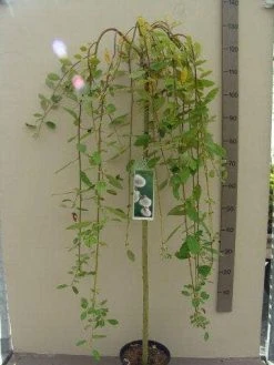 Treurwilg Op Stam (Salix Caprea 'Kilmarnock') -Groene Wereld salix c. kilmarnock 120st c5