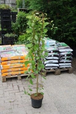 Treurwilg Op Stam (Salix Caprea 'Kilmarnock') -Groene Wereld salix caprea kilmarnock 2