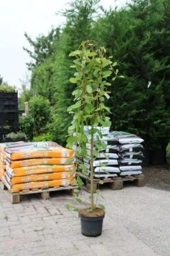 Treurwilg Op Stam (Salix Caprea 'Kilmarnock') -Groene Wereld salix caprea kilmarnock 3