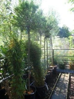 Wilg Op Stam (Salix Integra 'Hakuro-nishiki') -Groene Wereld salix integra hakuro nishiki 180stam c50 12 14