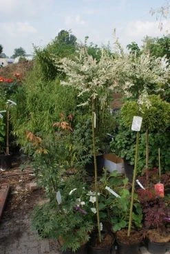 Wilg Op Stam (Salix Integra 'Hakuro-nishiki') -Groene Wereld salix integra hakuro nishiki 1
