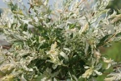 Wilg Op Stam (Salix Integra 'Hakuro-nishiki') -Groene Wereld salix integra hakuro nishiki 2