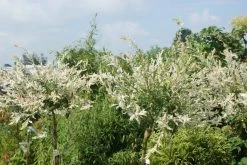 Wilg Op Stam (Salix Integra 'Hakuro-nishiki') -Groene Wereld salix integra hakuro nishiki 3