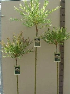 Wilg Op Stam (Salix Integra 'Hakuro-nishiki') -Groene Wereld salix nishiki stam 80 100 120