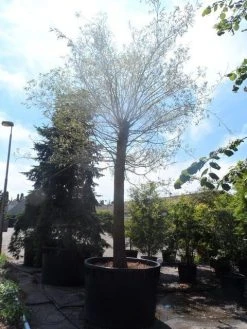 Treurwilg (Salix Sepulcralis 'Chrysocoma') 13 Treurwilg (Salix Sepulcralis 'Chrysocoma') -Groene Wereld salix sepulcralis chrysocoma 70 80ho c1500