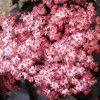 Zwarte Vlier (Sambucus Nigra 'Black Tower') -Groene Wereld sambucus black tower flower