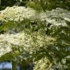 Vlier (Sambucus Nigra) -Groene Wereld sambucus nigra