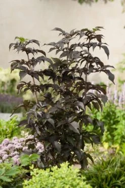 Zwarte Vlier (Sambucus Nigra 'Black Tower') -Groene Wereld sambucus nigra black tower 0050