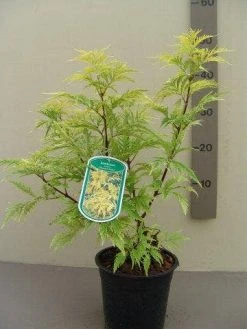 Vlier (Sambucus Racemosa 'Plumosa Aurea') -Groene Wereld sambucus rac. plumosa aurea c2.5
