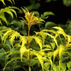 Vlier (Sambucus Racemosa 'Plumosa Aurea') -Groene Wereld sarpaure 15 3