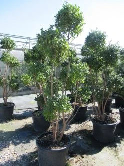 Camelia Als Bonsai (Camellia Sasanqua) -Groene Wereld sasanquapompon01