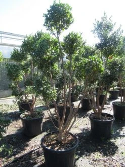 Camelia Als Bonsai (Camellia Sasanqua) -Groene Wereld sasanquapompon03