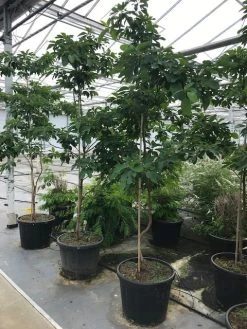 Sassafras (Sassafras Albidum) -Groene Wereld sassafras