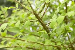 Meerstammige Kardinaalshoed (Euonymus Alatus) -Groene Wereld schermafbeelding 2021 02 10 om 16.29.03