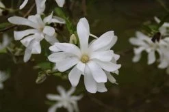 Magnolia Als Boom (Magnolia Stellata) -Groene Wereld schermafbeelding 2021 02 16 om 12.45.20