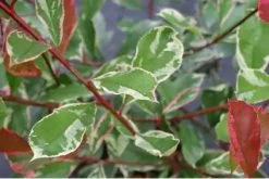 Glansmispel Op Stam (Photinia Fraseri 'Pink Marble') -Groene Wereld schermafbeelding 2021 02 16 om 16.02.05