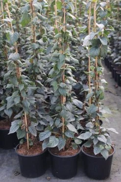 Valse Klimhortensia (Schizophragma Hydrageoides 'Moonlight')