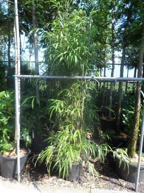 Bamboe (Semiarundinaria Fastuosa) 4 Bamboe (Semiarundinaria Fastuosa) - Afbeelding 2