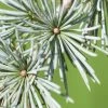 Treurceder (Cedrus Libani 'Glauca Pendula') -Groene Wereld sepa13888 1