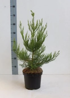 Mammoetboom (Sequoiadendron Giganteum) -Groene Wereld seqouiadendron giganteum 40 50 co. 3l kopie