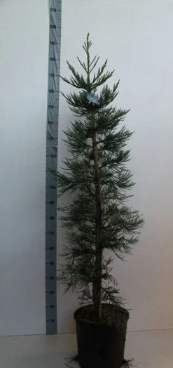 Mammoetboom (Sequoiadendron Giganteum) -Groene Wereld sequoiadendrn gl glaucum125 150 cm co. 18l kopie