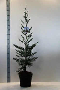 Mammoetboom (Sequoiadendron Giganteum) -Groene Wereld sequoiadendron gig. glaucum 80 100 c7.5