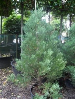 Mammoetboom (Sequoiadendron Giganteum) -Groene Wereld sequoiadendron giganteum 150 175 c35