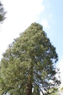 Mammoetboom (Sequoiadendron Giganteum) -Groene Wereld sequoiadendron giganteum 1