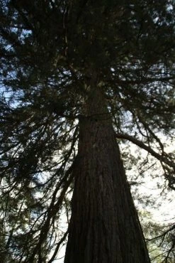 Mammoetboom (Sequoiadendron Giganteum) -Groene Wereld sequoiadendron giganteum 2
