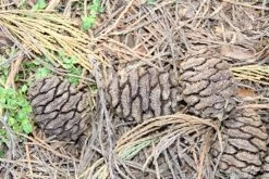Mammoetboom (Sequoiadendron Giganteum) -Groene Wereld sequoiadendron giganteum 3