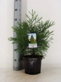 Mammoetboom (Sequoiadendron Giganteum) -Groene Wereld sequoiadendron giganteum c3 m