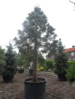 Mammoetboom (Sequoiadendron Giganteum) -Groene Wereld sequoiadendron giganteum oude stam c1000 3