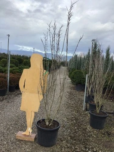 Chinese Judasboom (Cercis Chinensis 'Shirobana') 7 Chinese Judasboom (Cercis Chinensis 'Shirobana') - Afbeelding 5