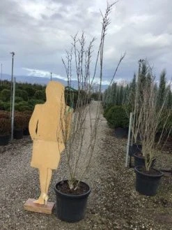 Chinese Judasboom (Cercis Chinensis 'Shirobana') -Groene Wereld shirobana200