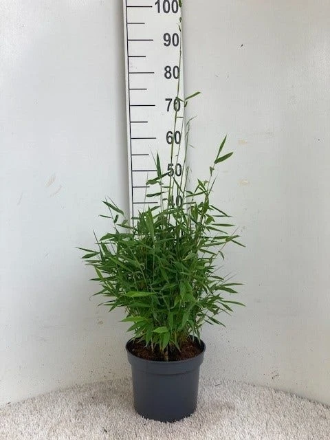 Niet Woekerende Bamboe (Fargesia Murieliae 'Simba') 4 Niet Woekerende Bamboe (Fargesia Murieliae 'Simba') - Afbeelding 2