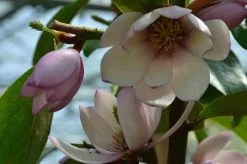 Specerijstruik (Sinocalycanthus Chinensis) -Groene Wereld sinocalycanthus 2