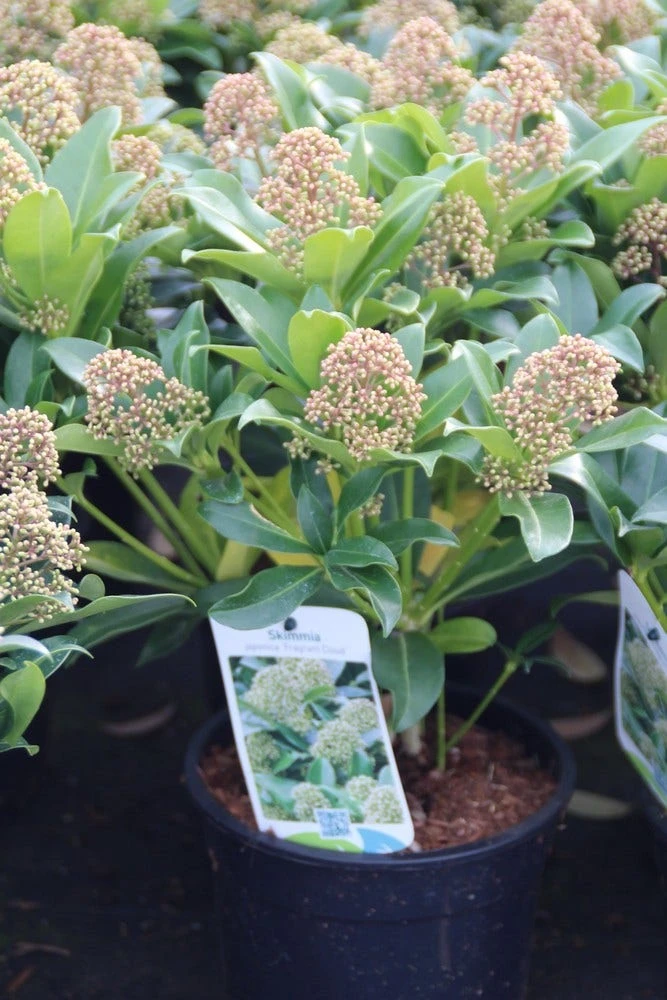 Skimmia (Skimmia Japonica 'Fragrant Cloud') 6 Skimmia (Skimmia Japonica 'Fragrant Cloud') - Afbeelding 4