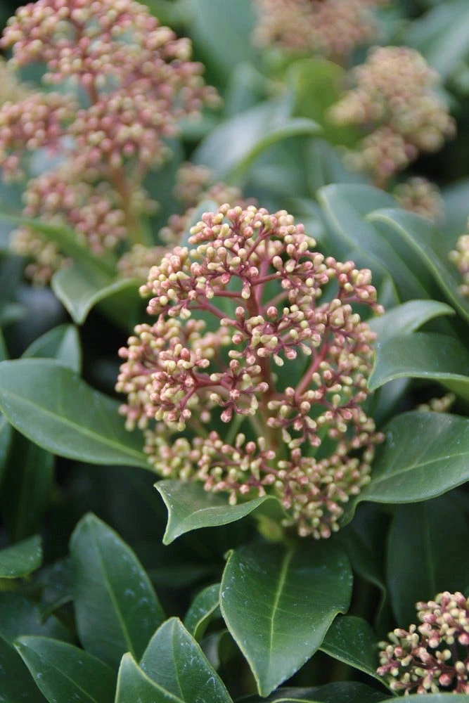 Skimmia (Skimmia Japonica 'Fragrant Cloud') 7 Skimmia (Skimmia Japonica 'Fragrant Cloud') - Afbeelding 5